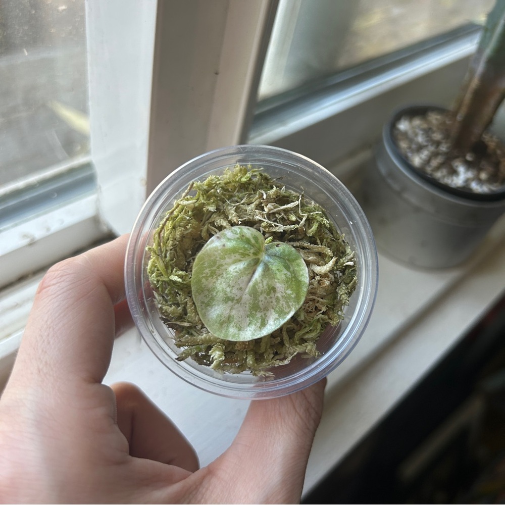 Pink Lady Peperomia